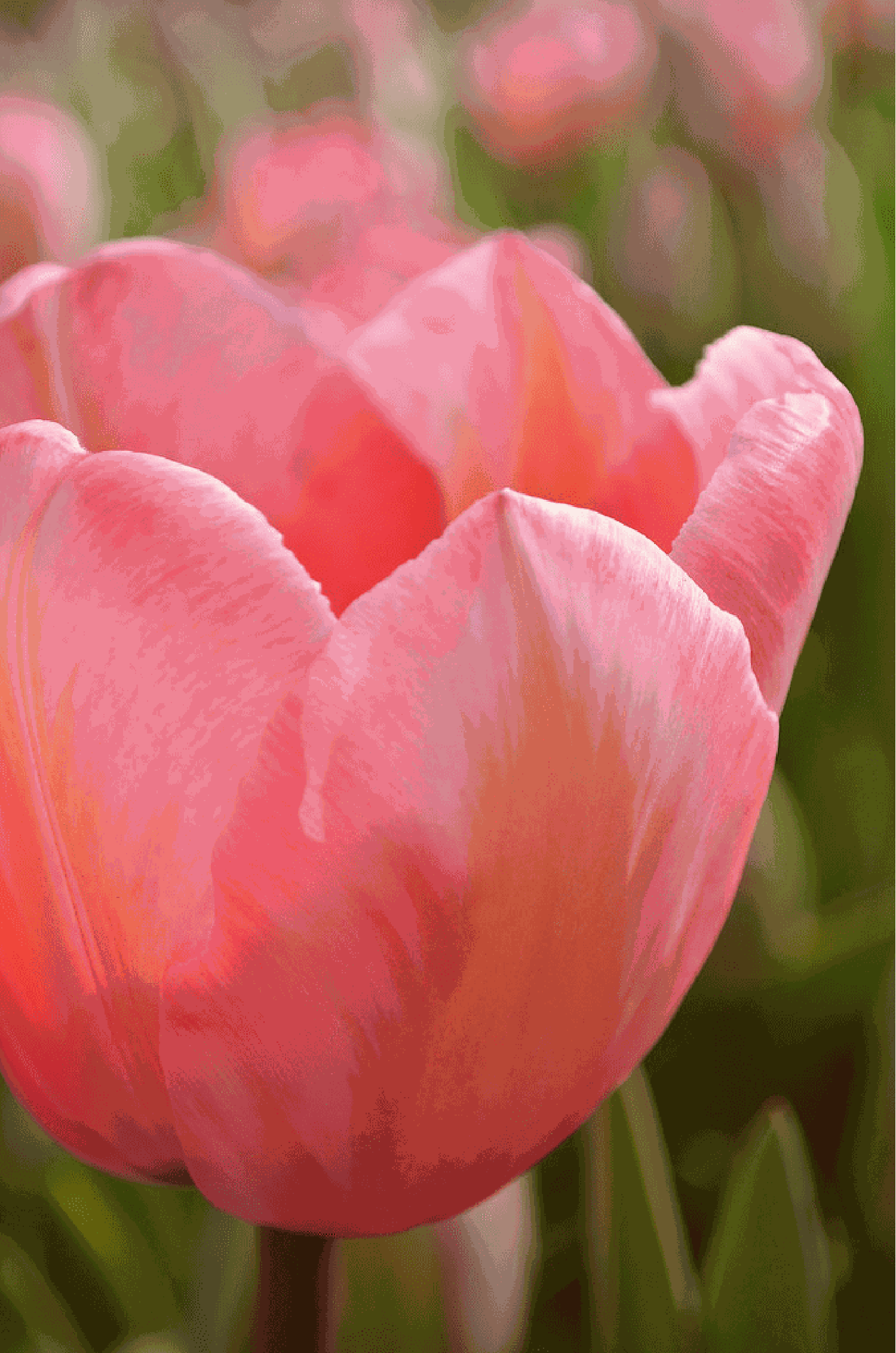Tulppaani 'Apricot Impression'